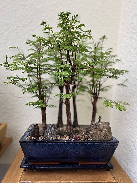 Bonsai Wald (Gebraucht) in Fislisbach fr CHF 250  nur Abholung auf  Ricardo kaufen