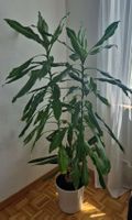Dracaena Zimmerpflanze mit weissem Topf