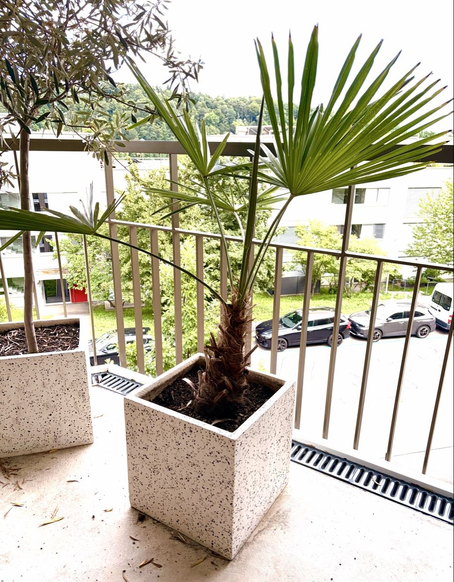 Pflanzen & Samen: Palme mit Topf – Gebraucht aus Zürich von Sejla