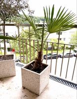 Palme mit Topf