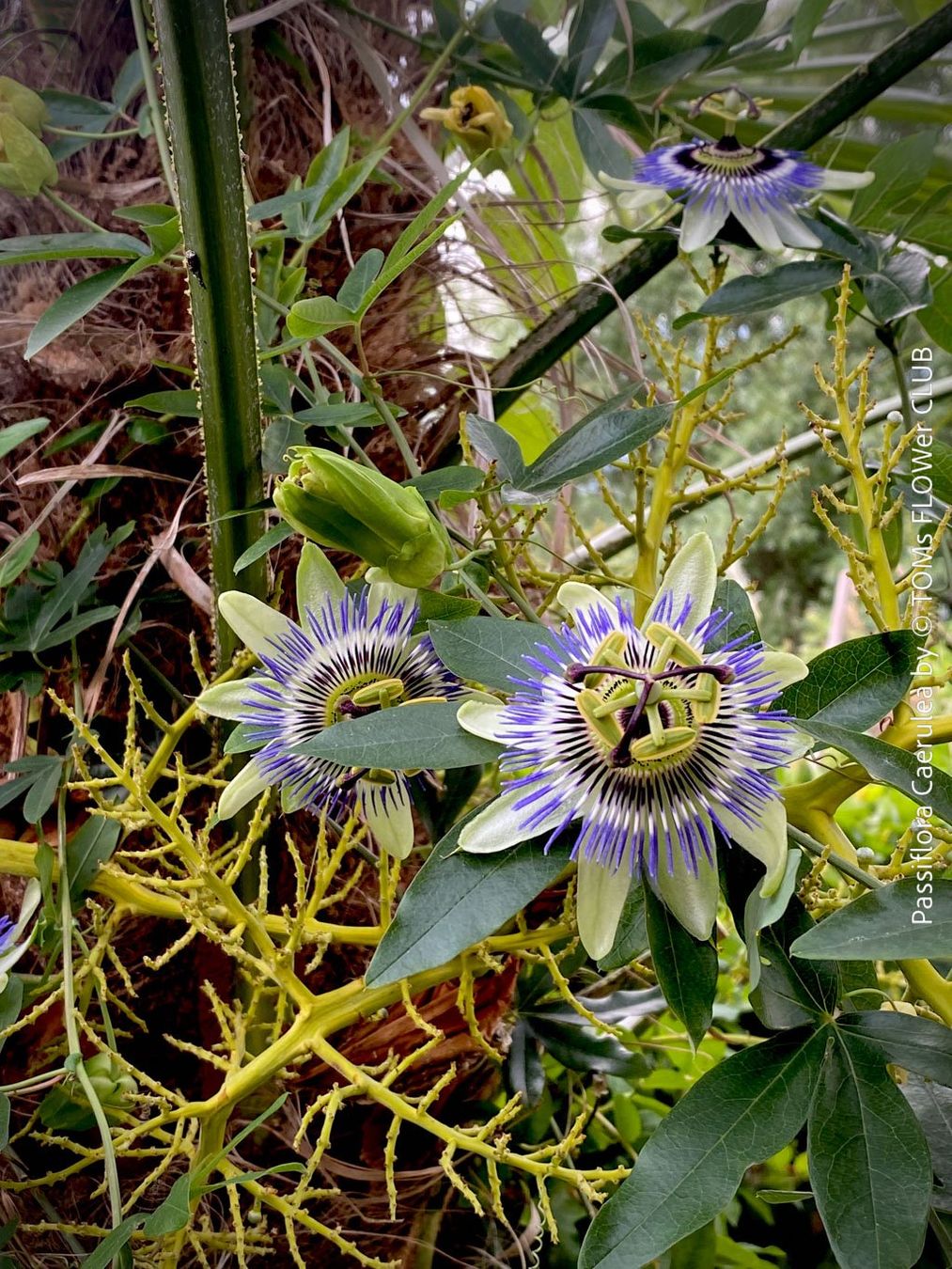Piante & sementi: Passiflora Caerulea - blaue Passionsblume - winterhart – Nuovo e nell'imballaggio originale da Adliswil venduto da TAKEYOURPLANT 1