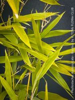 Phyllostachys Aureosulcata Aureocaulis - 2m goldener Bambus