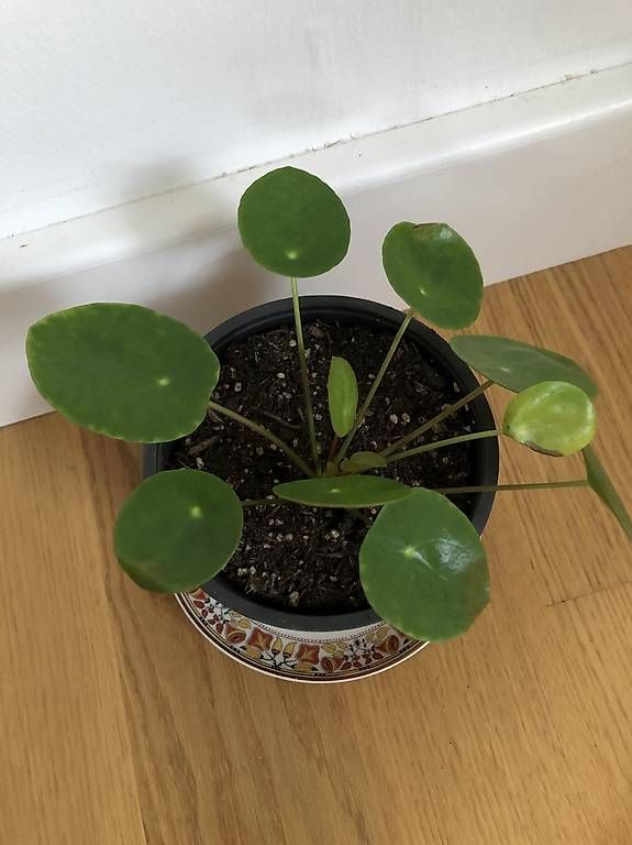 Piante & sementi: Ufopflanze - Pilea peperomioides – Usato da Rüti ZH venduto da Nottinghill2 1