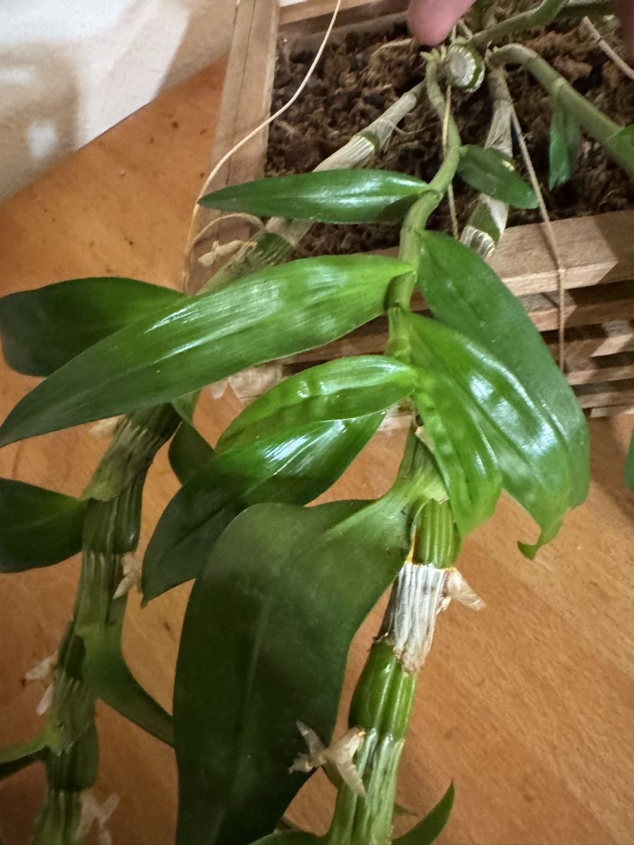 Piante & sementi: Dendrobium – Usato da Männedorf venduto da mrclst 4