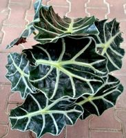 TOP ZimmerPflanze Zierpflanze "ALOCASIA CUCULLATA " 30-50 c‪