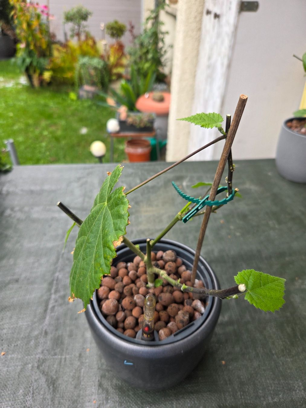 Pflanzen & Samen: Abutilon / Schönmalve – Neu (gemäss Beschreibung) aus Aarau von Allerlei1978