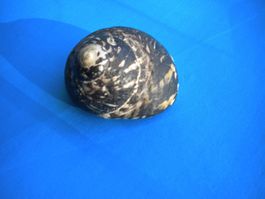 Seltene Muschel ( Schnecke) in Black Versand ist möglich