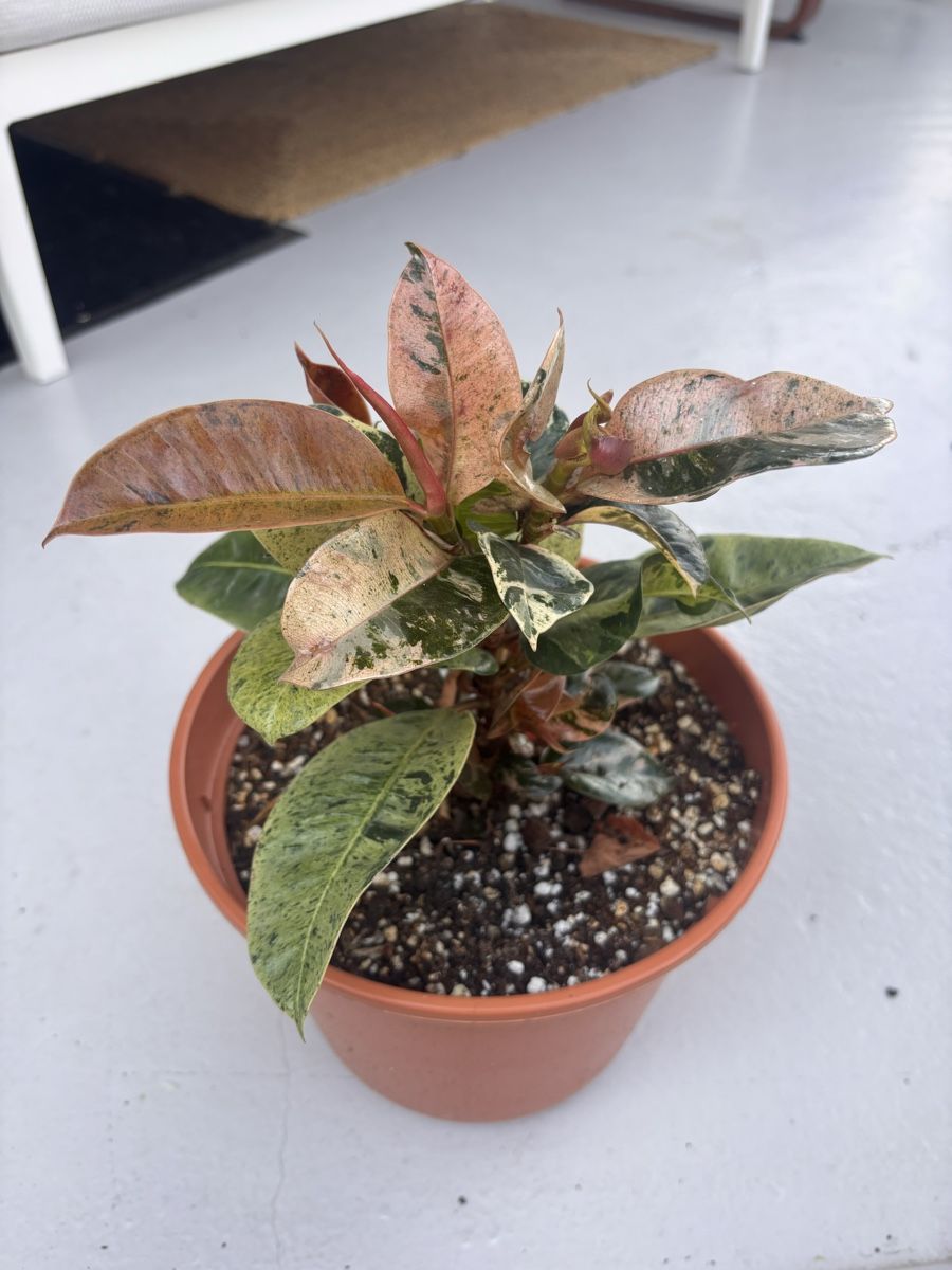 Plantes & graines: Ficus Shivereana – Neuf (Voir description) à Binningen par ely_ys5d