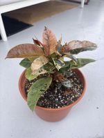Ficus Shivereana