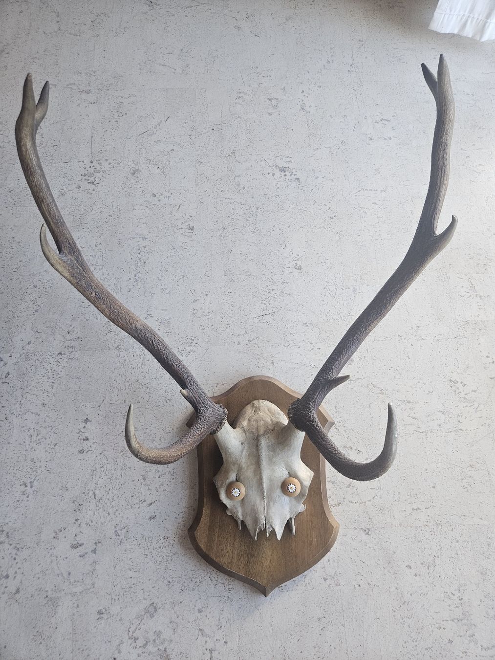Altre raccolte & rarità: Hirschgeweih Trophäe auf Holzschild – Usato da Zürich venduto da Pazzenreich 9