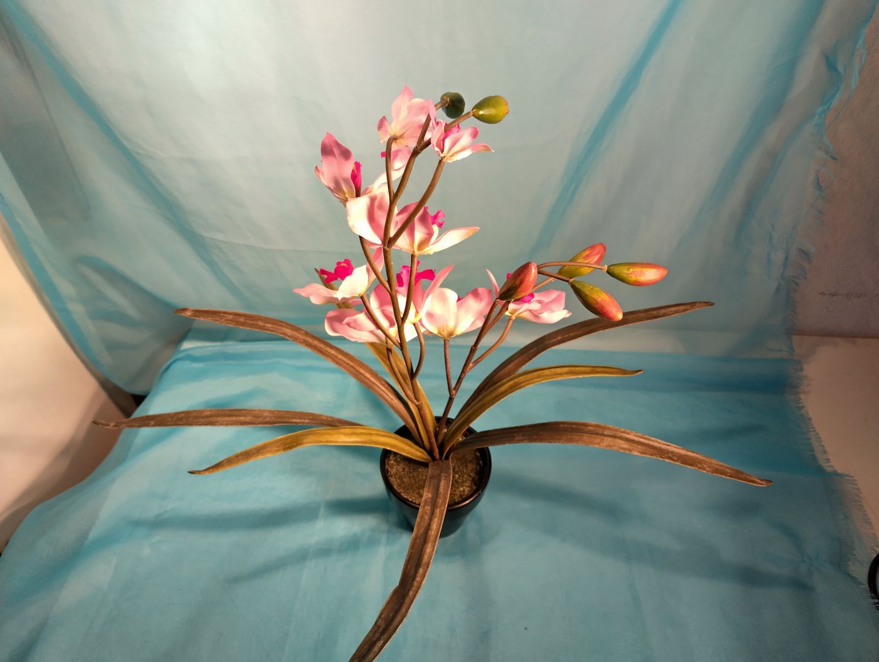 Piante & sementi: Phalaenopsis mit spitzen Blättern, rosa und rot, 50cm – Usato da Bellach venduto da JingleCherry 2