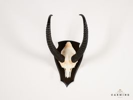 Gerenuk Trophäe Afrika – Original Jagdtrophäe Antilope Vinta