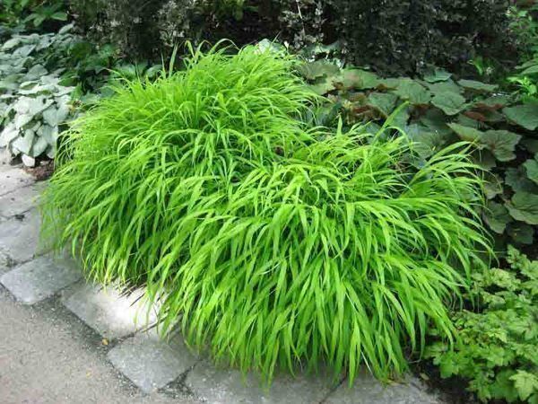 Piante & sementi: Herbe du Japon 2x – Nuovo (secondo la descrizione) da Bremblens venduto da FIBONACCI369 1