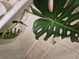 Riesenkopfsteckling Monstera Deliciosa