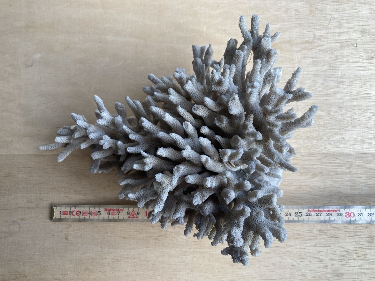 Tutte le decorazioni: Alte schöne grosse Koralle – Usato da Burgdorf venduto da gre_2ftz 3
