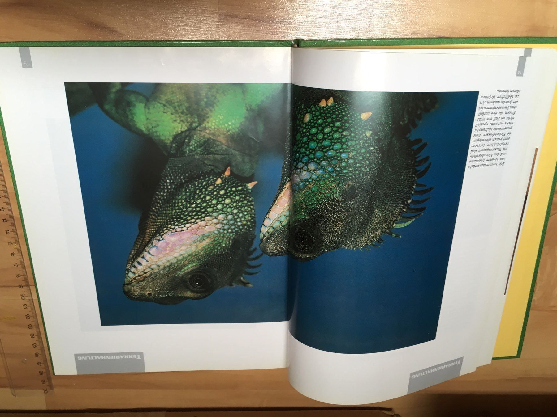 Libri: Super Buch GRÜNE LEGUANE – Usato da Siegershausen venduto da Bubsi83 3