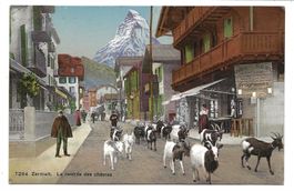 Dorf Zermatt (VS) La rentrée des chèvres - Matterhorn - 1912