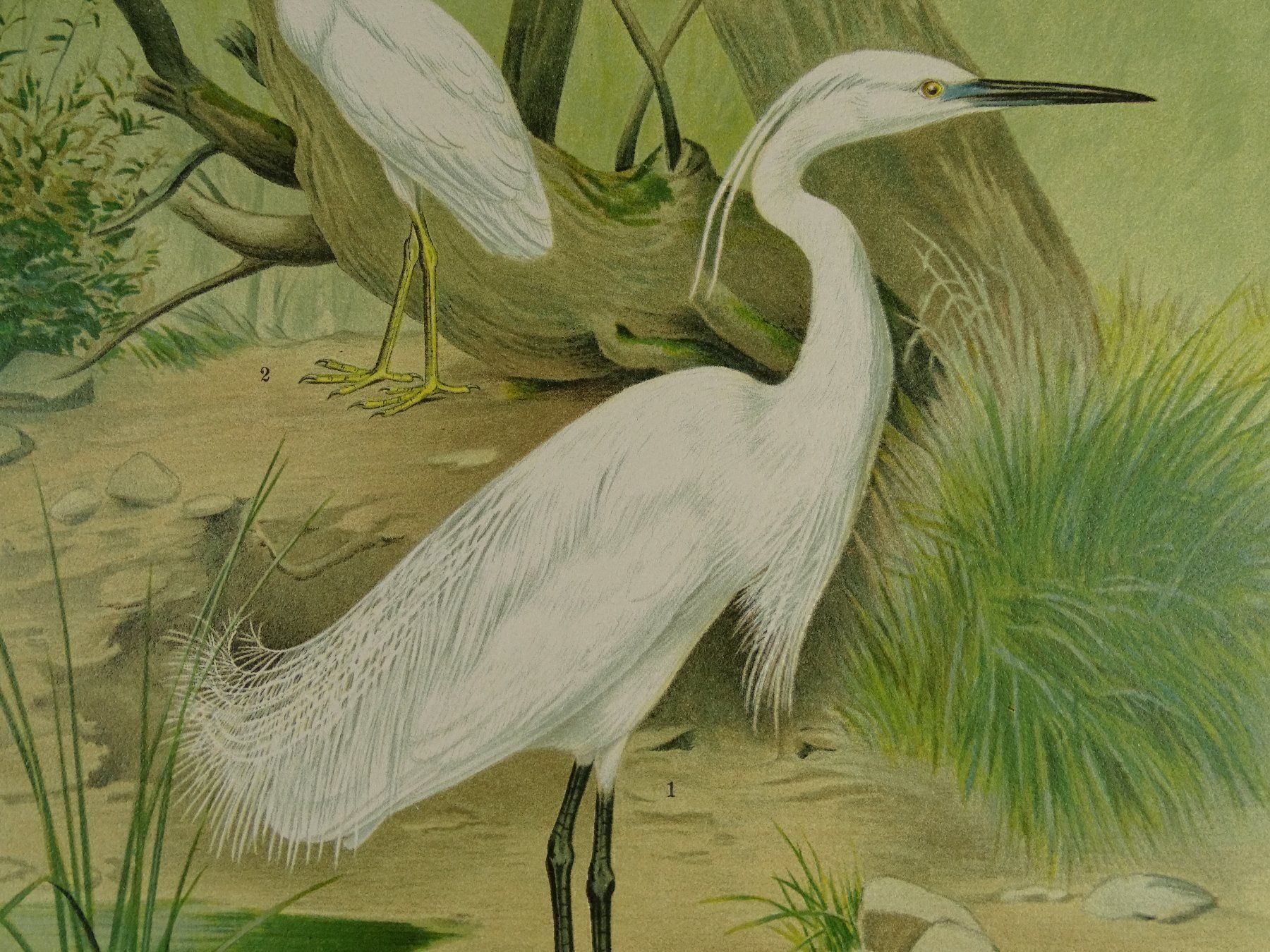 Grafica & Litografie: SEIDENREIHER, CHROMOLITHOGRAPHIE UM 1900 – Usato da Grüningen venduto da Kartensammler 5
