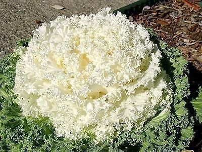 Pflanzen & Samen: 15 Samen Ornamentalkohl White Kamome – Neu (gemäss Beschreibung) aus Ehrendingen von VerveinaSamen 2