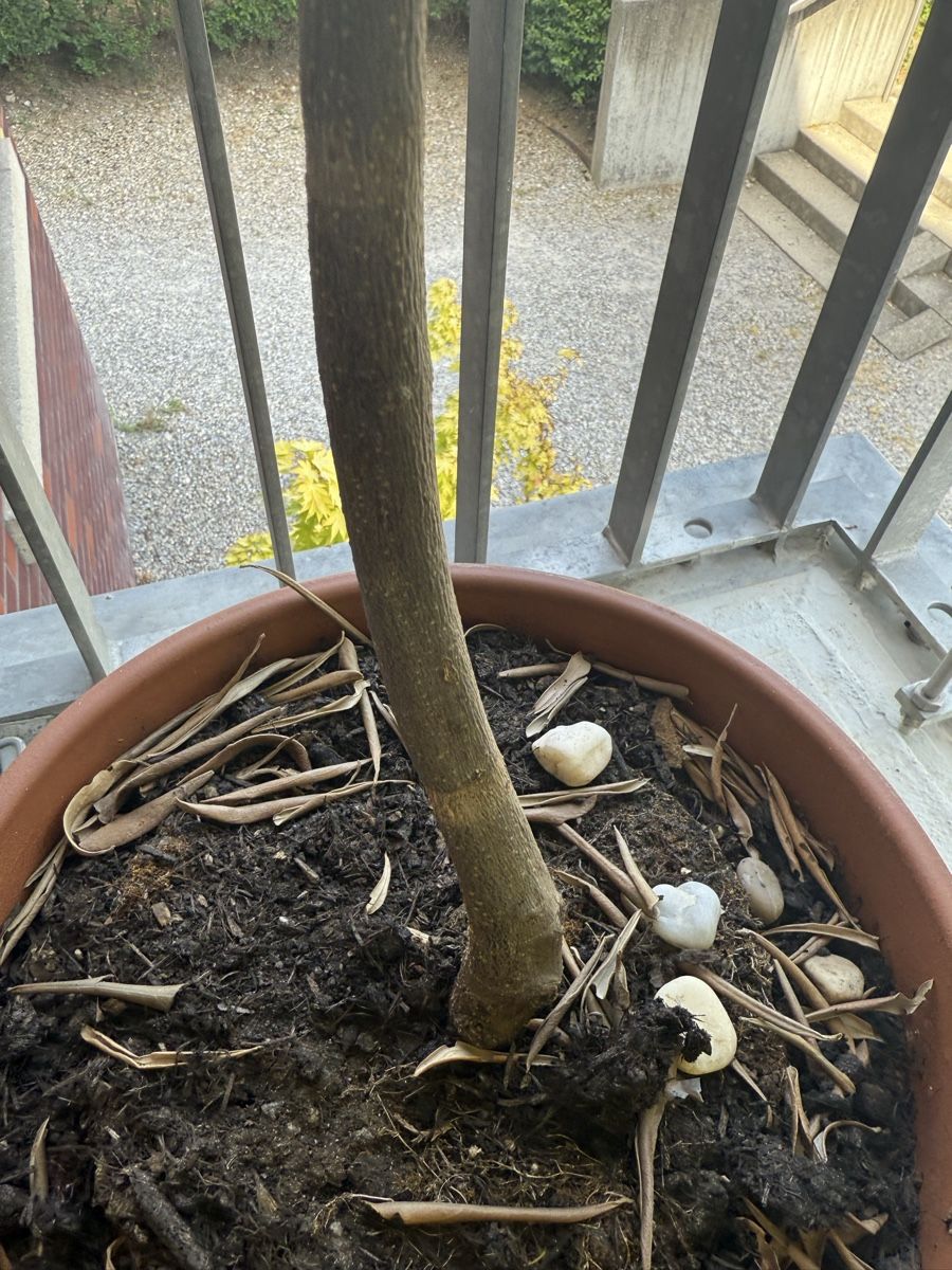 Piante & sementi: Olive Tree  – Usato da Zürich venduto da wil_2sm9 3