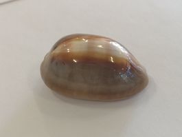 Muschel Onyx Kauri Cypraea Ventrikulus Muscheln Cebu 54mm