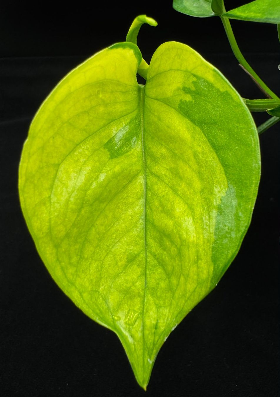 Pflanzen & Samen: Epipremnum aureum 'Manjula Olivia' – Neu (gemäss Beschreibung) aus Bühler von googelibear 2
