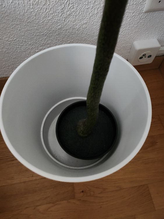 Künstliche Topfplanze von Ikea INKL. weisser Blumentopf Kaufen auf