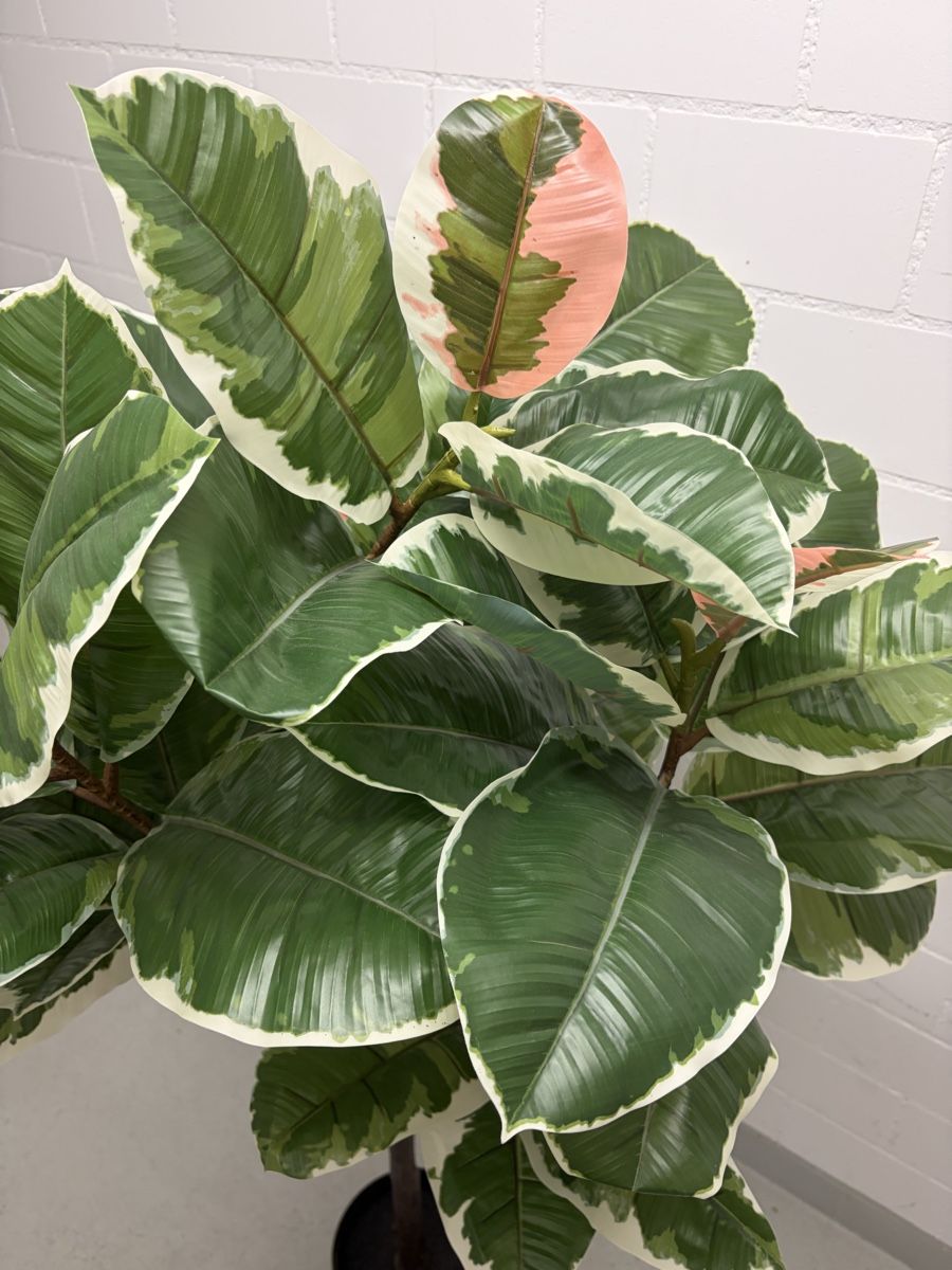 Piante & sementi: Kunstpflanze von Ikea (Ficus) – Usato da Schöfflisdorf venduto da cristinamitc 3
