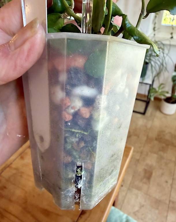 Pflanzen & Samen: Hoya endauensis – Neu und originalverpackt aus Schönholzerswilen von Leavylounge 2