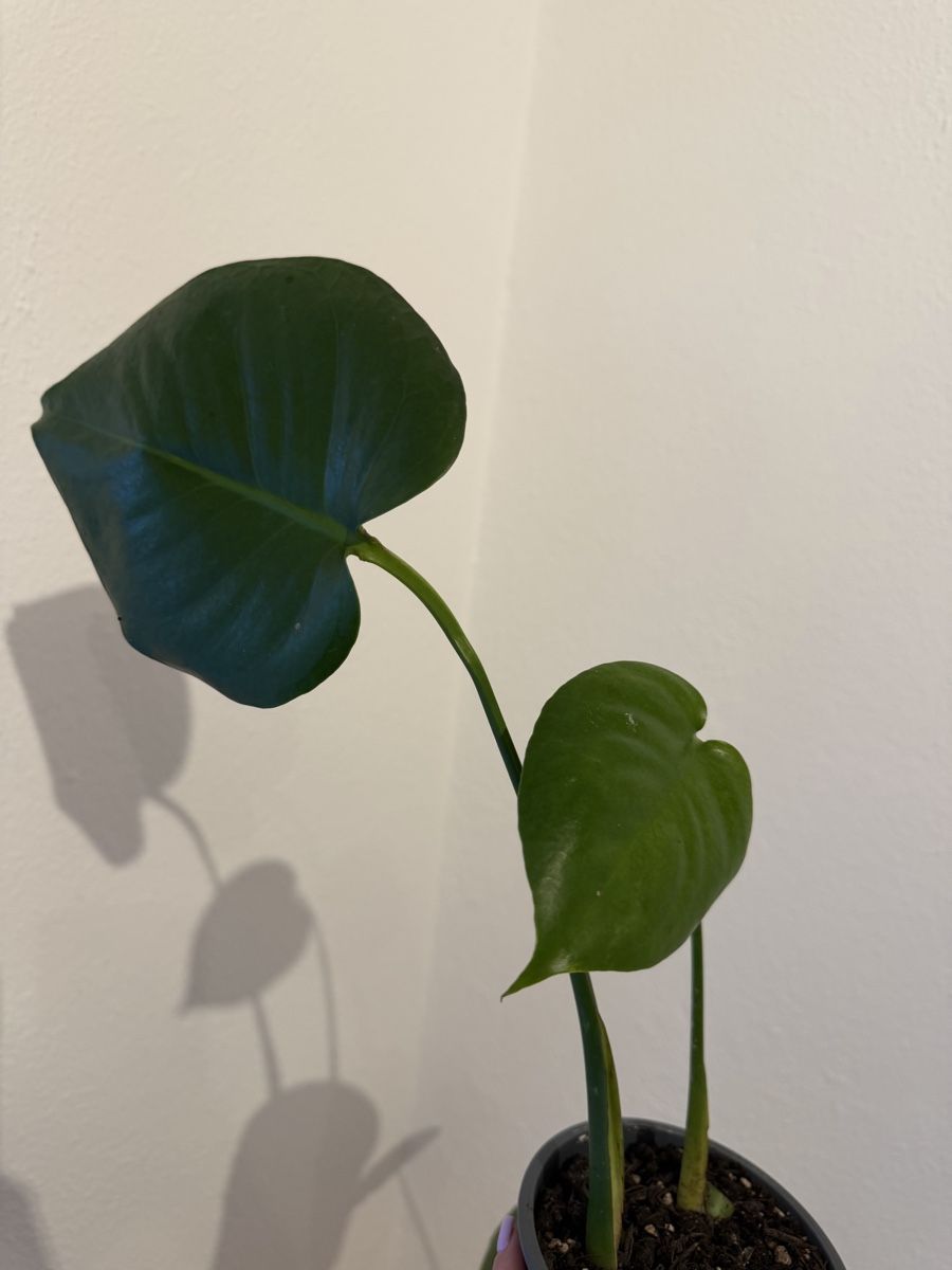 Piante & sementi: Kleine Monstera deliciosa – Nuovo e nell'imballaggio originale da Wikon venduto da alessiadacosta7 1