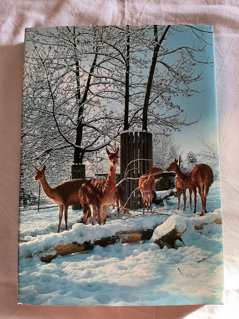 Bücher: Silva Buch Das grosse Buch vom Zoo – Gebraucht aus Niederhasli von ercp4 1