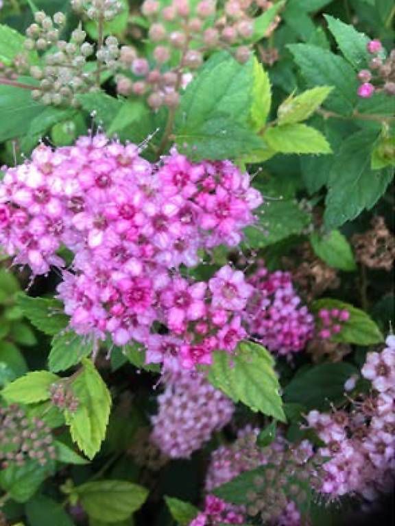 Plantes & graines: Japanischer Spierstrauch  – D'occasion à Frauenfeld par Irene.Schuppli 1