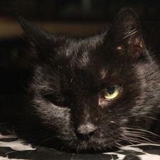 Profile image of Leyris