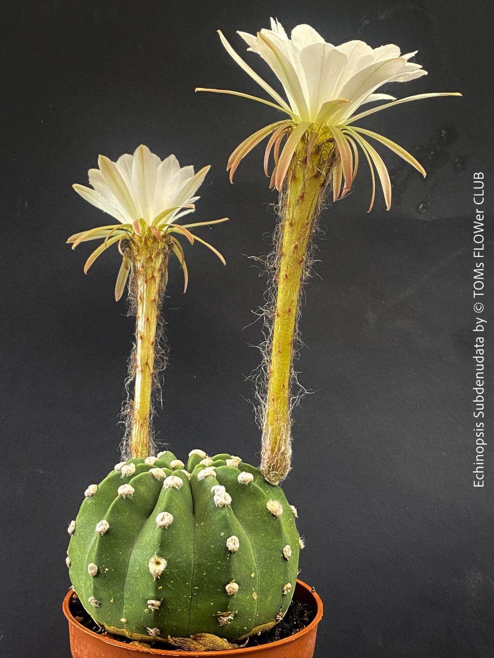 Pflanzen & Samen: Echinopsis Subdenudata - Dein "Domino" Kaktus – Neu und originalverpackt aus Adliswil von astom369