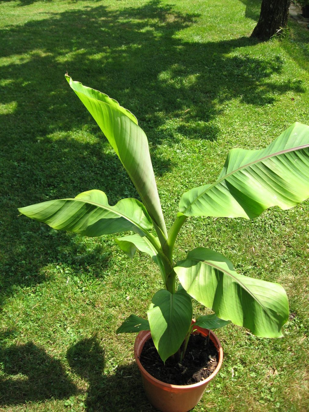 Plantes & graines: Bananen Jungpflanzen – Neuf (Voir description) à Vinelz par Wellensittich55 6