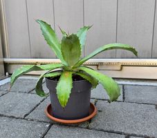 Agave American -  Ideal für sonnige Standorte🪴