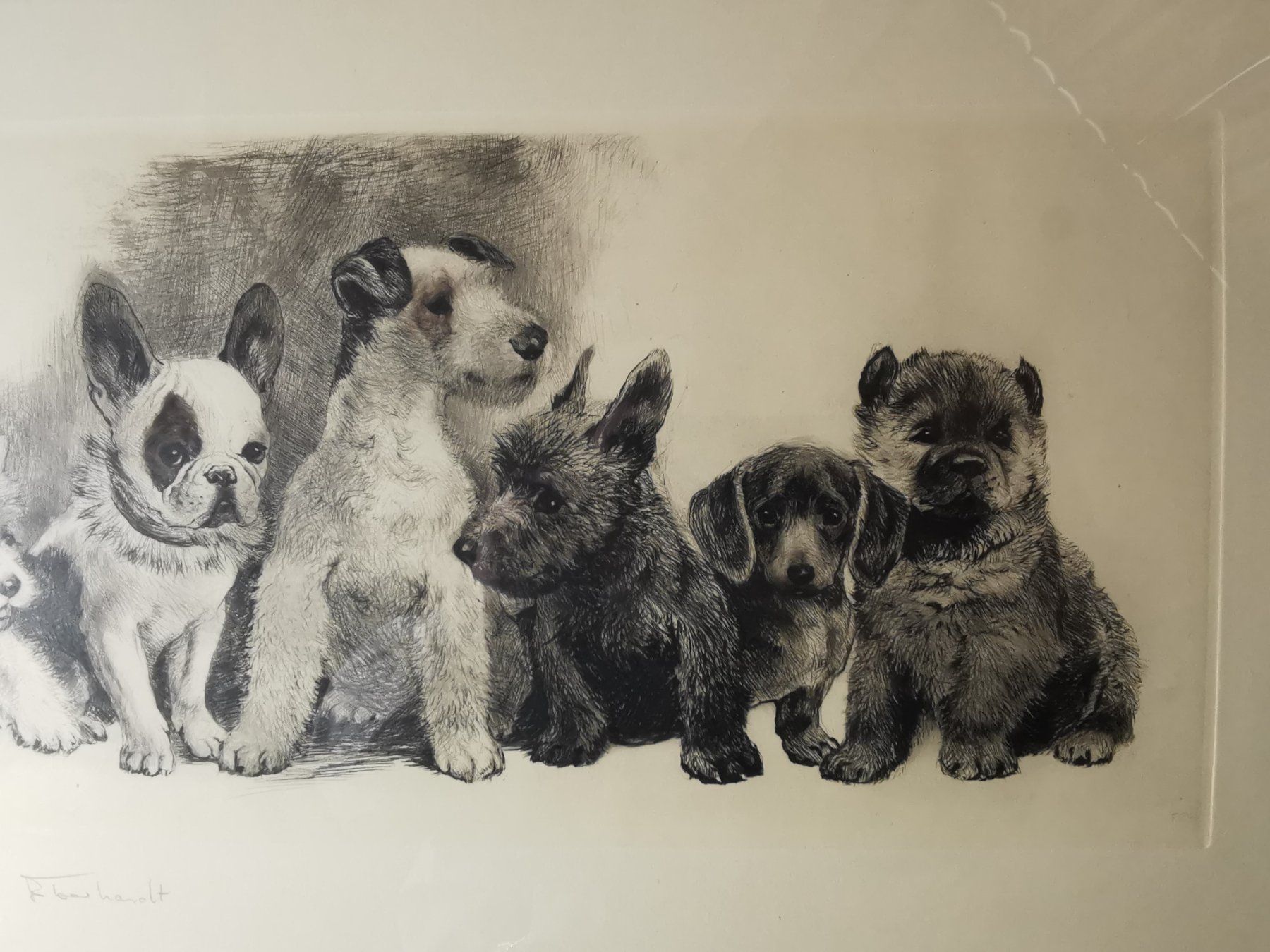 Grafica & Litografie: Hundewelpen, Original-Radierung von Kurt Meyer-Eberhardt – Usato da Dübendorf venduto da aschiduebendorf 6