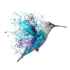 Profile image of BluColibri