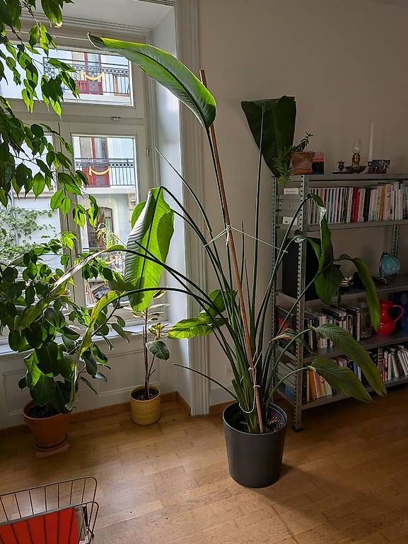 Plantes & graines: Strelitzie (Pardiesvogel Blume) – Neuf avec emballage d'origine à Luzern par benzcarb 2