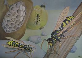 Schulwandbild "Wespe" H. Schwarzenbach
