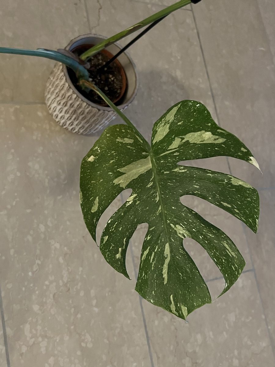 Piante & sementi: Monstera Thai Constellation – Usato da Reinach AG venduto da Manuel63637 1