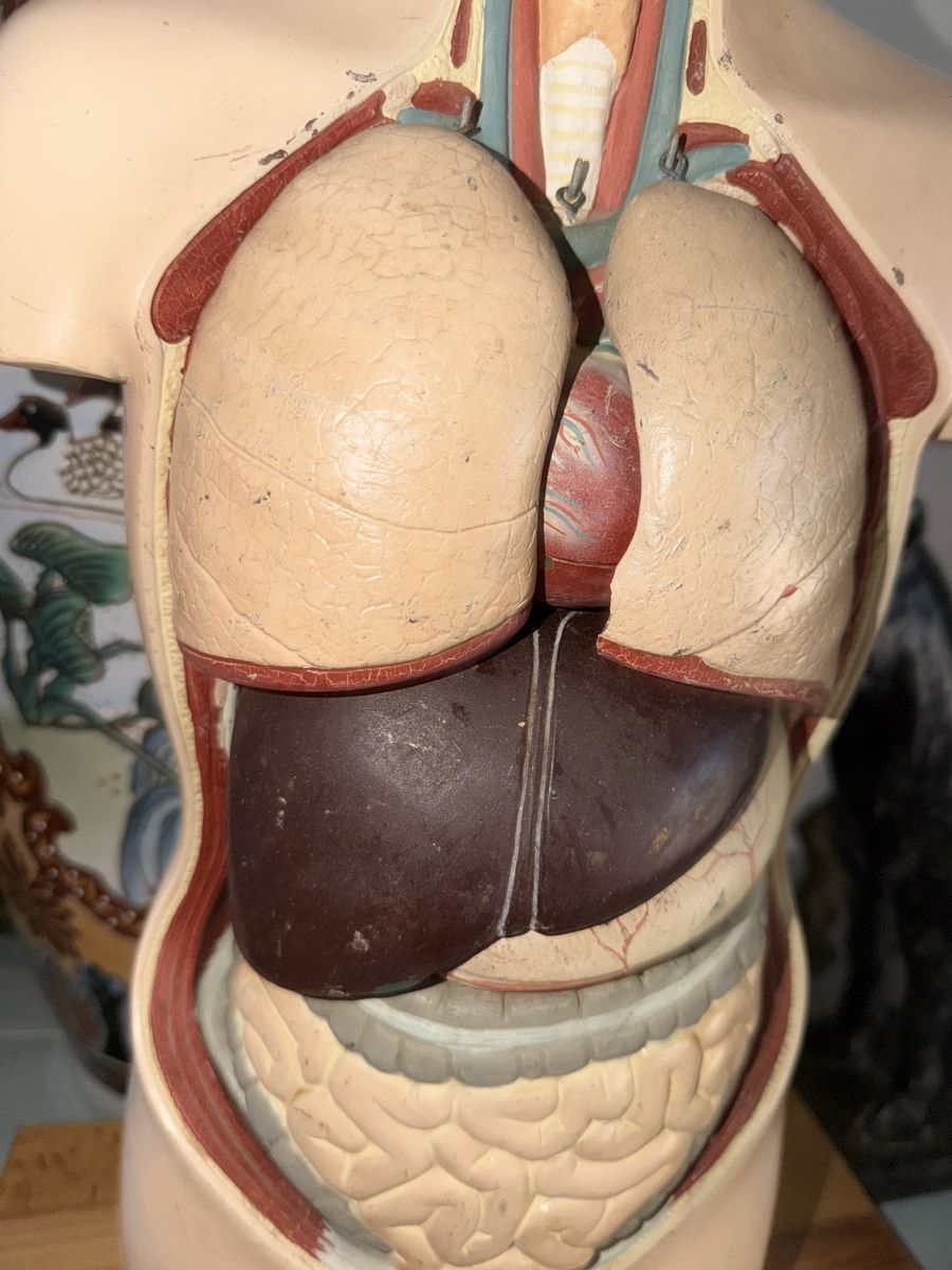 Modellbausätze & Standmodelle: Modello anatomico torso e testa con organi – Gebraucht aus Malleray von car_dr85 1