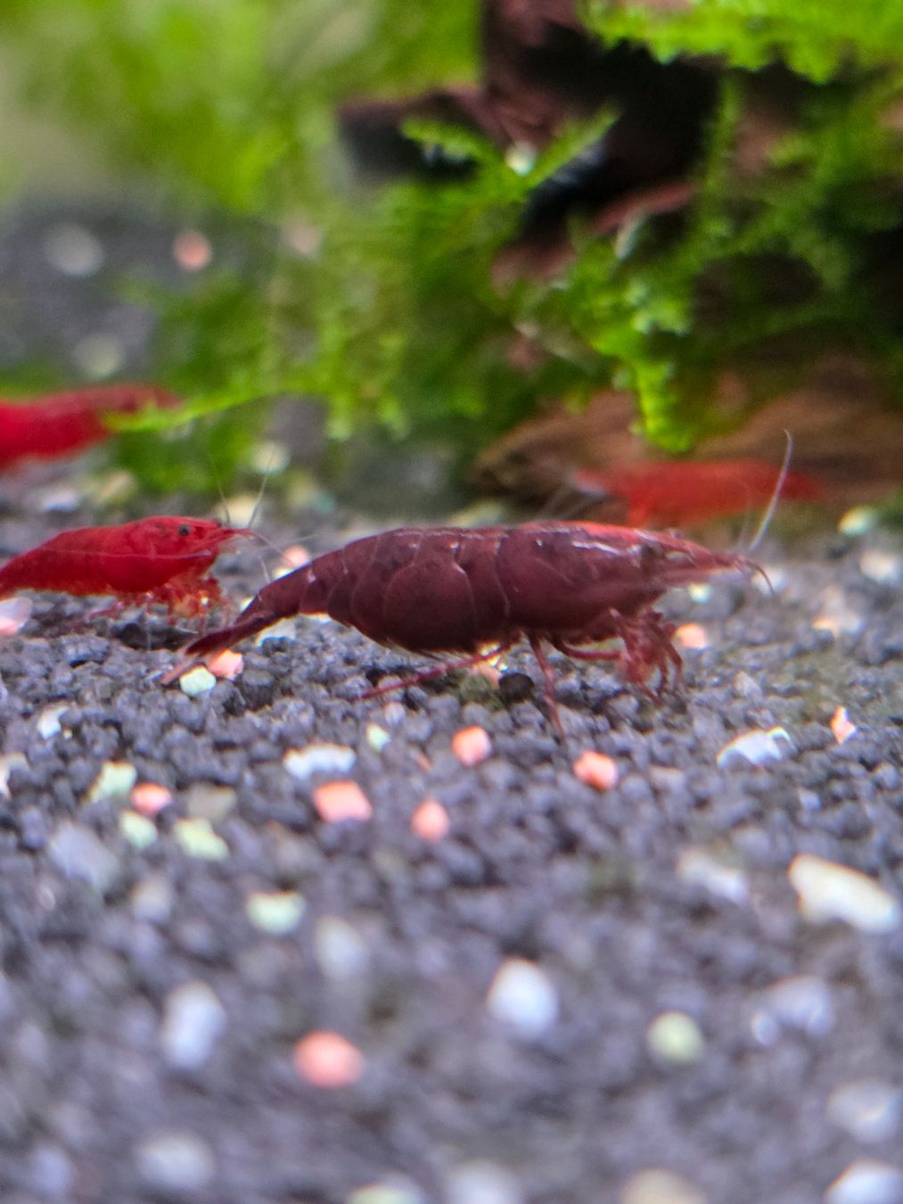 Tutte le decorazioni: Red Fire & Red Cherry Caridina – Usato da Klingnau venduto da Canep87 5