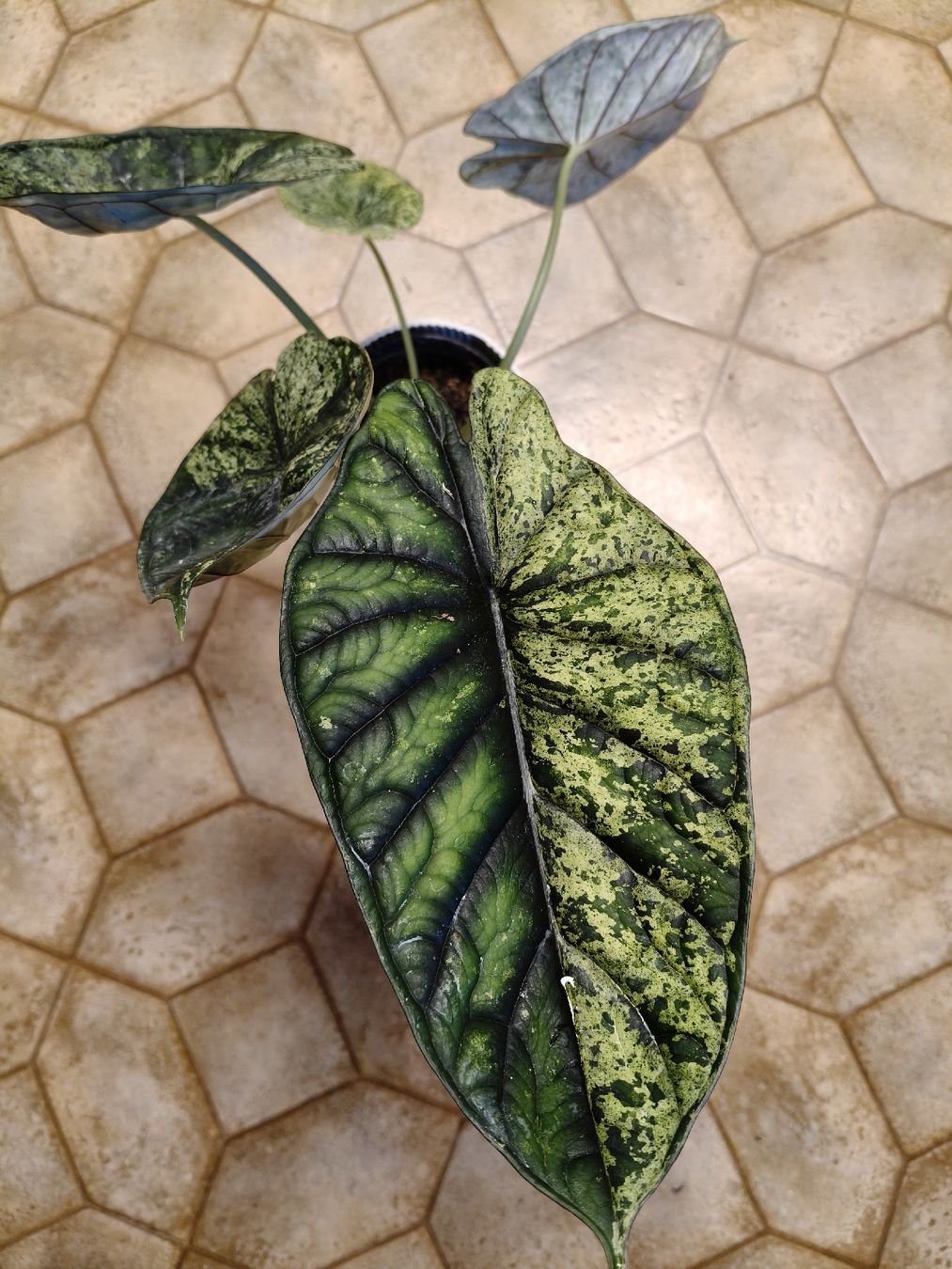 Piante & sementi: Alocasia dragon scale mint variegata Rhizom – Nuovo (secondo la descrizione) da Stans venduto da Blumeli96