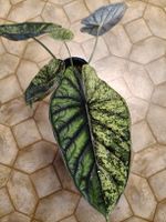 Alocasia dragon scale mint variegata Rhizom