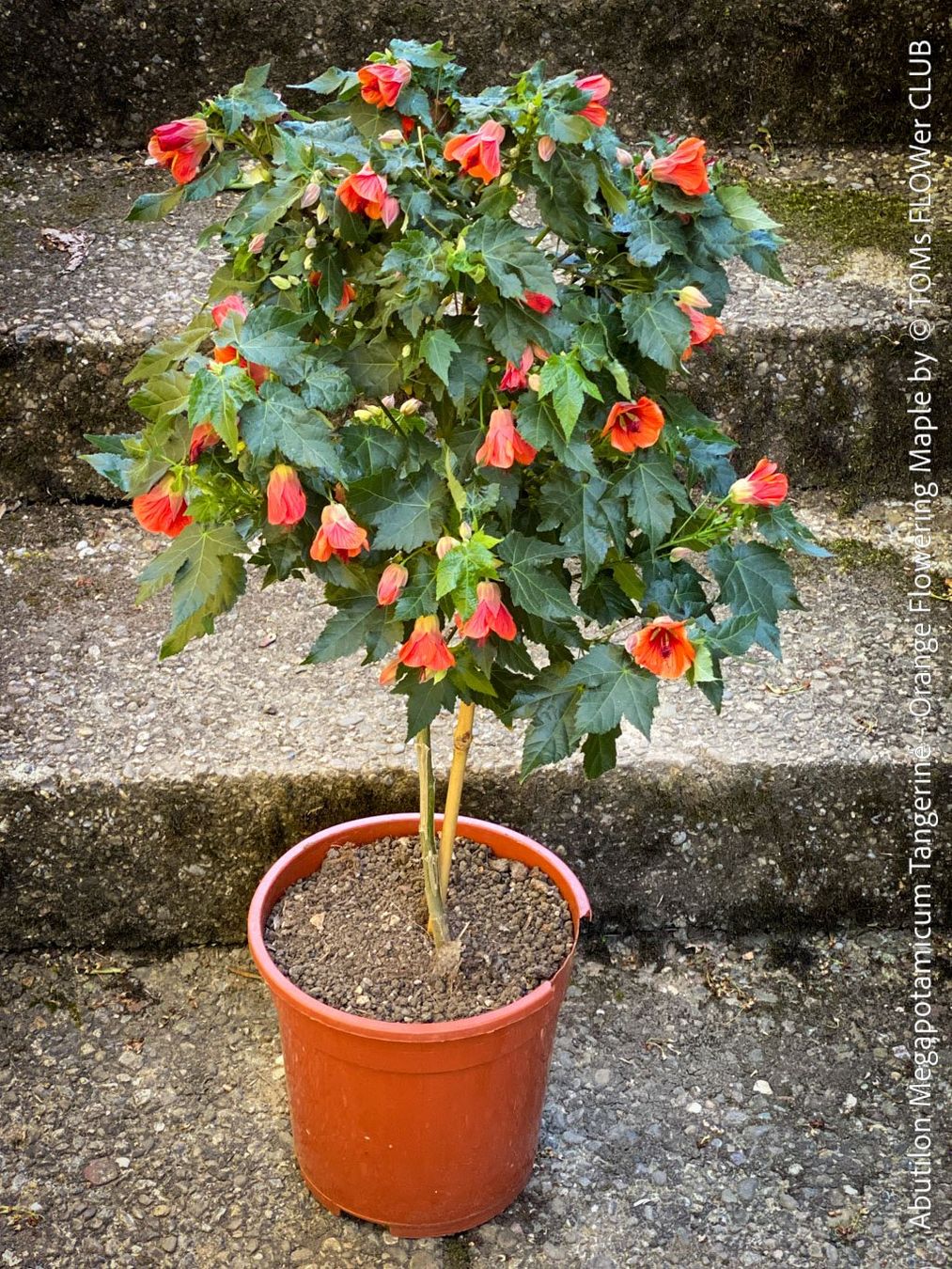 Piante & sementi: Abutilon Megapotamicum Tangerine - Schönmalve - 70x40cm – Nuovo e nell'imballaggio originale da Adliswil venduto da astom369 6