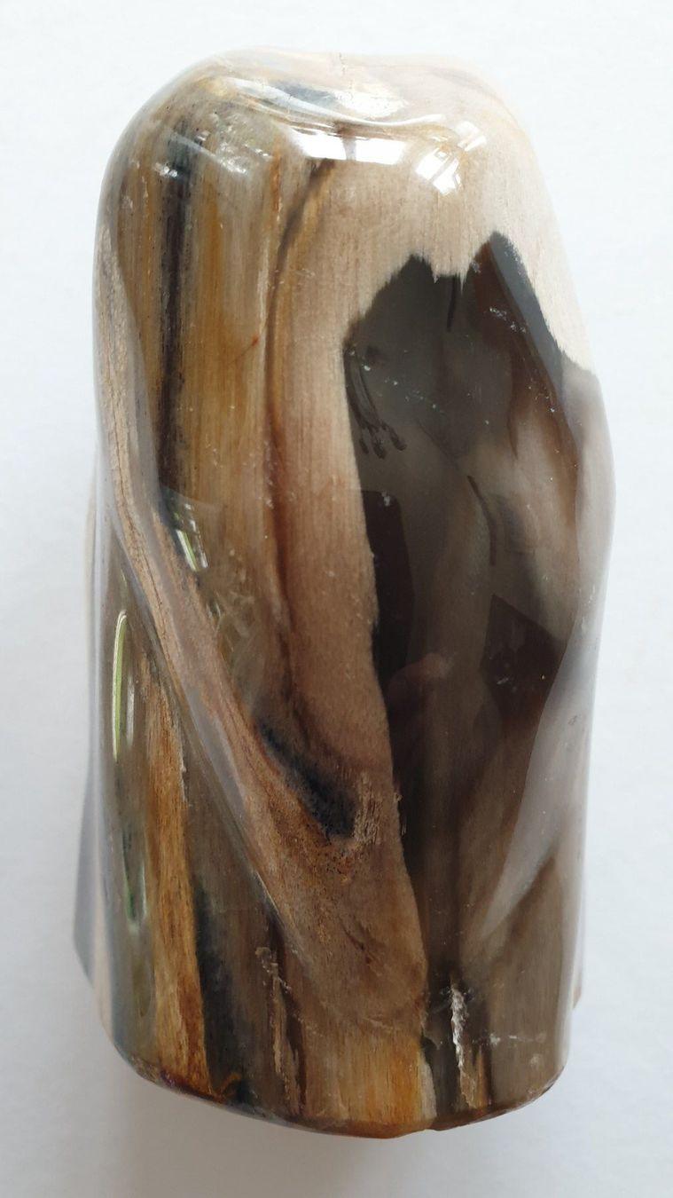 Fossili: Versteinertes Holz – Usato da Goldach venduto da armando_r 2
