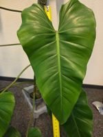 100 cm Philodendron domesticum Kopfsteckling am Moosstab