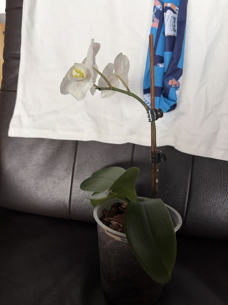 Piante & sementi: Wunderschöne Phalaenopsis Orchidee mit weissen Blüten – Usato da Opfershofen TG venduto da dan_nxk8 1