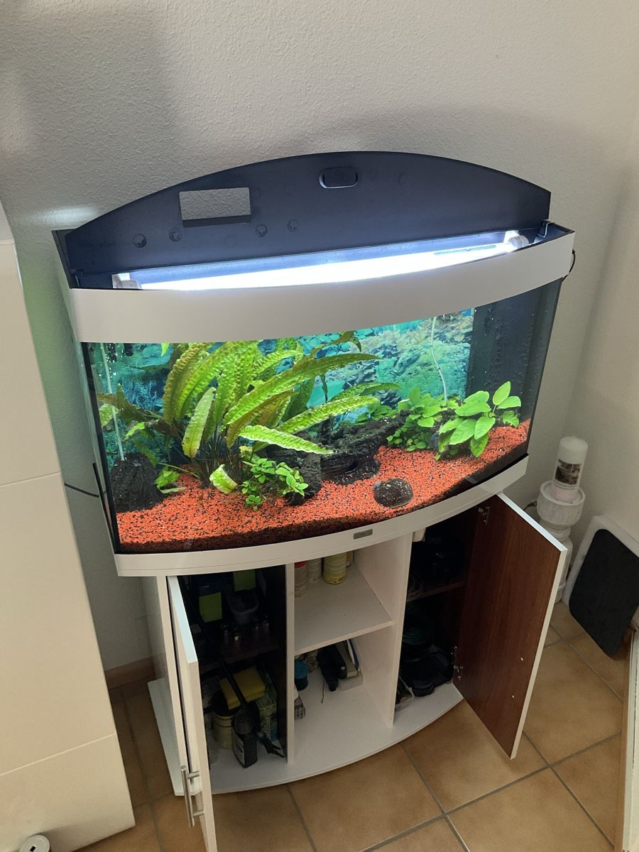 Juwel Acquari: Aquarium Juwel Vision 180 L – Usato da Biberist venduto da duarte09 2